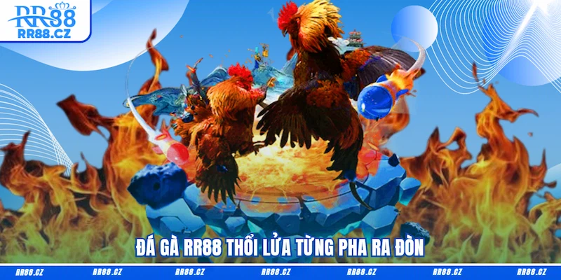 Đá gà RR88 thổi lửa từng pha ra đòn
